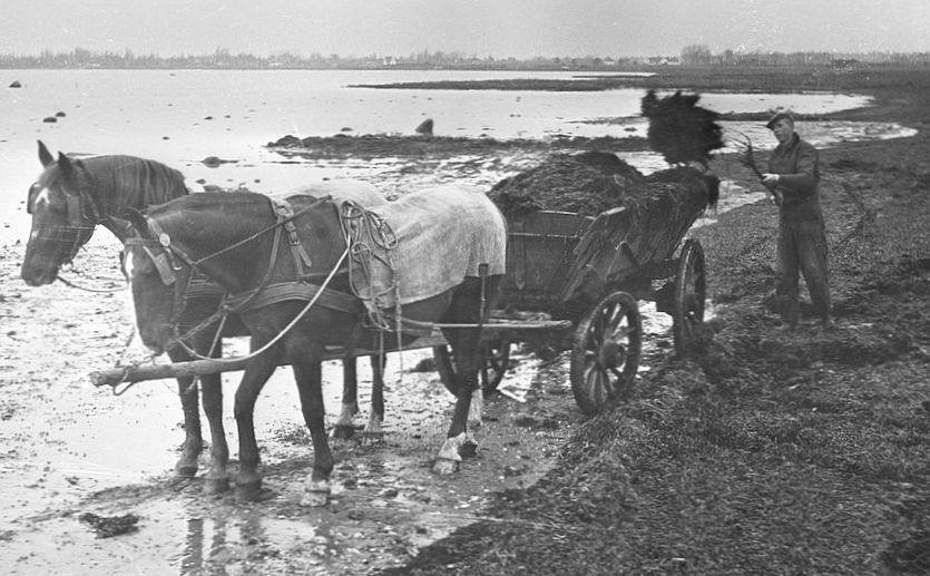 Afhentning af tang på Amagers sydkyst i 1950'erne.