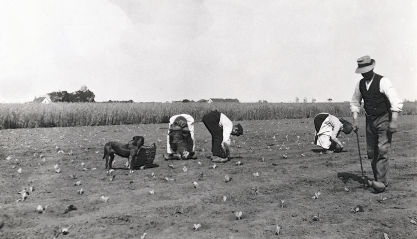 Der plantes kål på Crilles Raagards marker i Store Magleby. Ca. 1925.