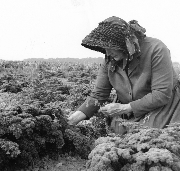 Høst af persille. Kvinden er iført en "helgolænder", som er et særligt hovedtøj, der skærmer for solen, når man arbejder i marken. Foto af Dirch Jansen fra 1970'erne.