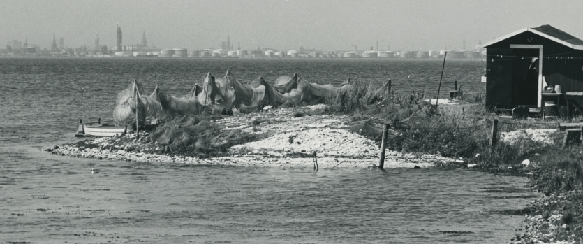 Åleruser på Saltholm.  Foto af J. Billingsley, 1969.