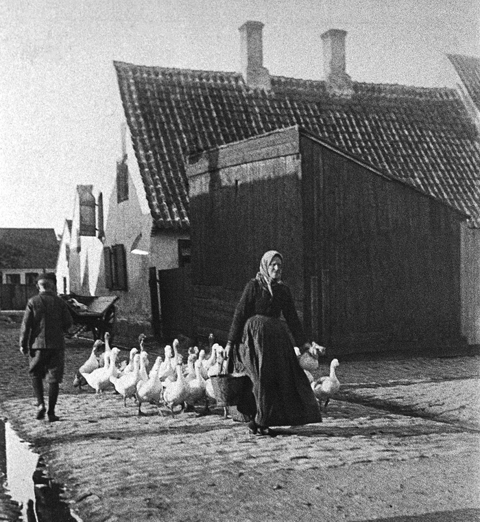 Niel Claes Jensen Bødkers kommer gående med sin gåseflok. Foto omkring 1910.